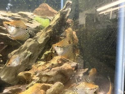 Golden Ballon pearl gourami