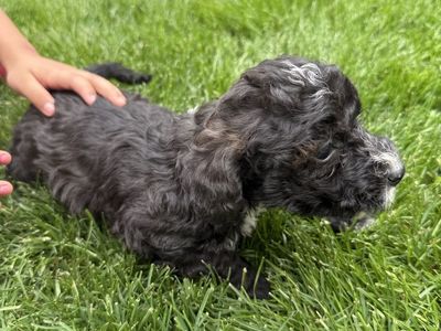 Poodle puppies