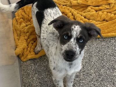 Hello my name is Lotus