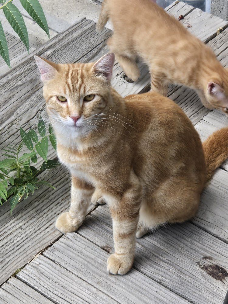 Pending adoption: 1yo Orange Boy