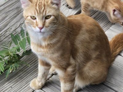 Pending adoption: 1yo Orange Boy