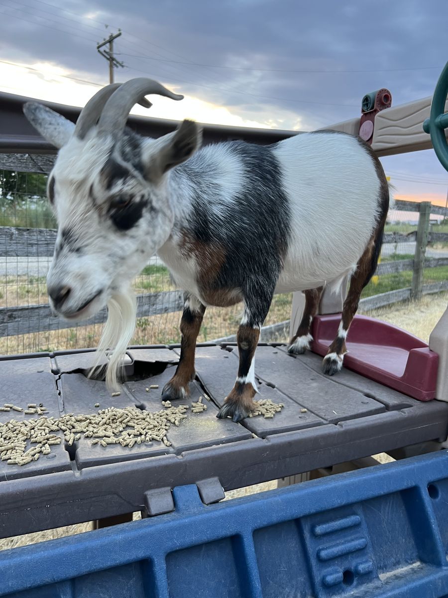 Two Female Norwegian Pygmy Goats