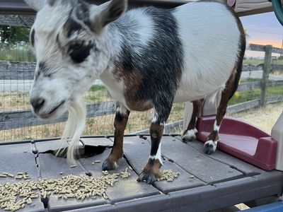 Two Female Norwegian Pygmy Goats