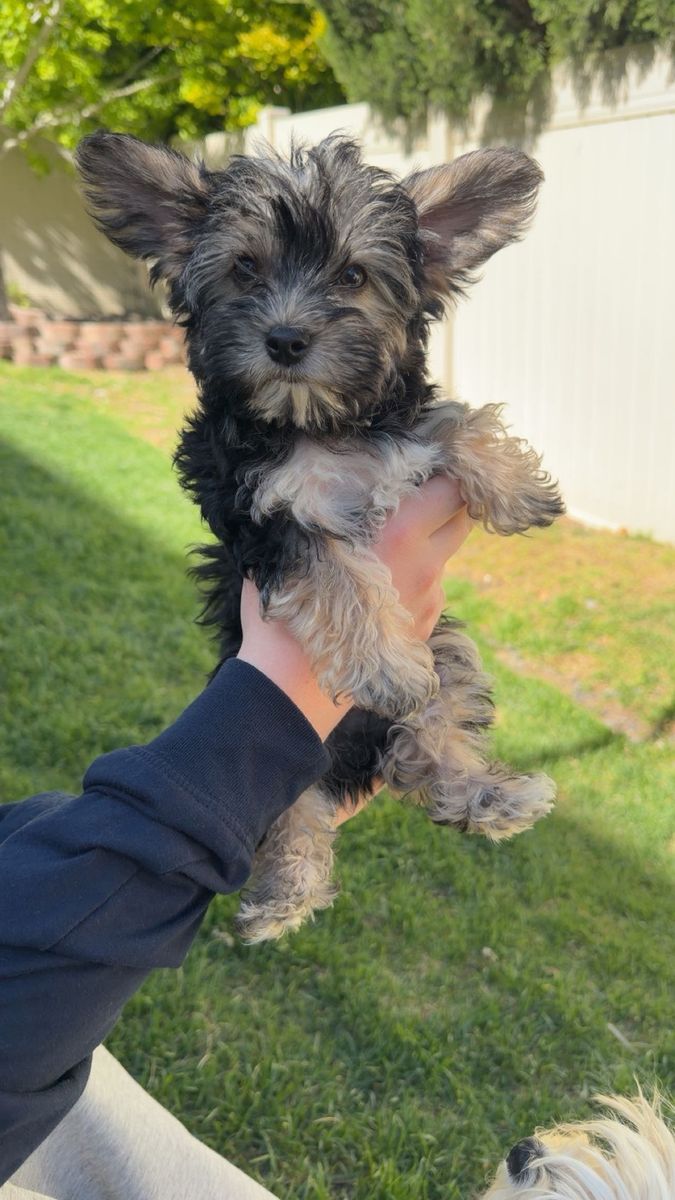 Stunning Yorkie Puppies-reduced *Mothers Day Special*