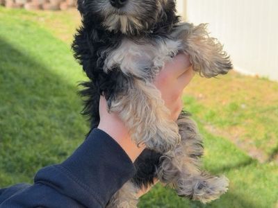 Stunning Yorkie Puppies-reduced *Mothers Day Special*