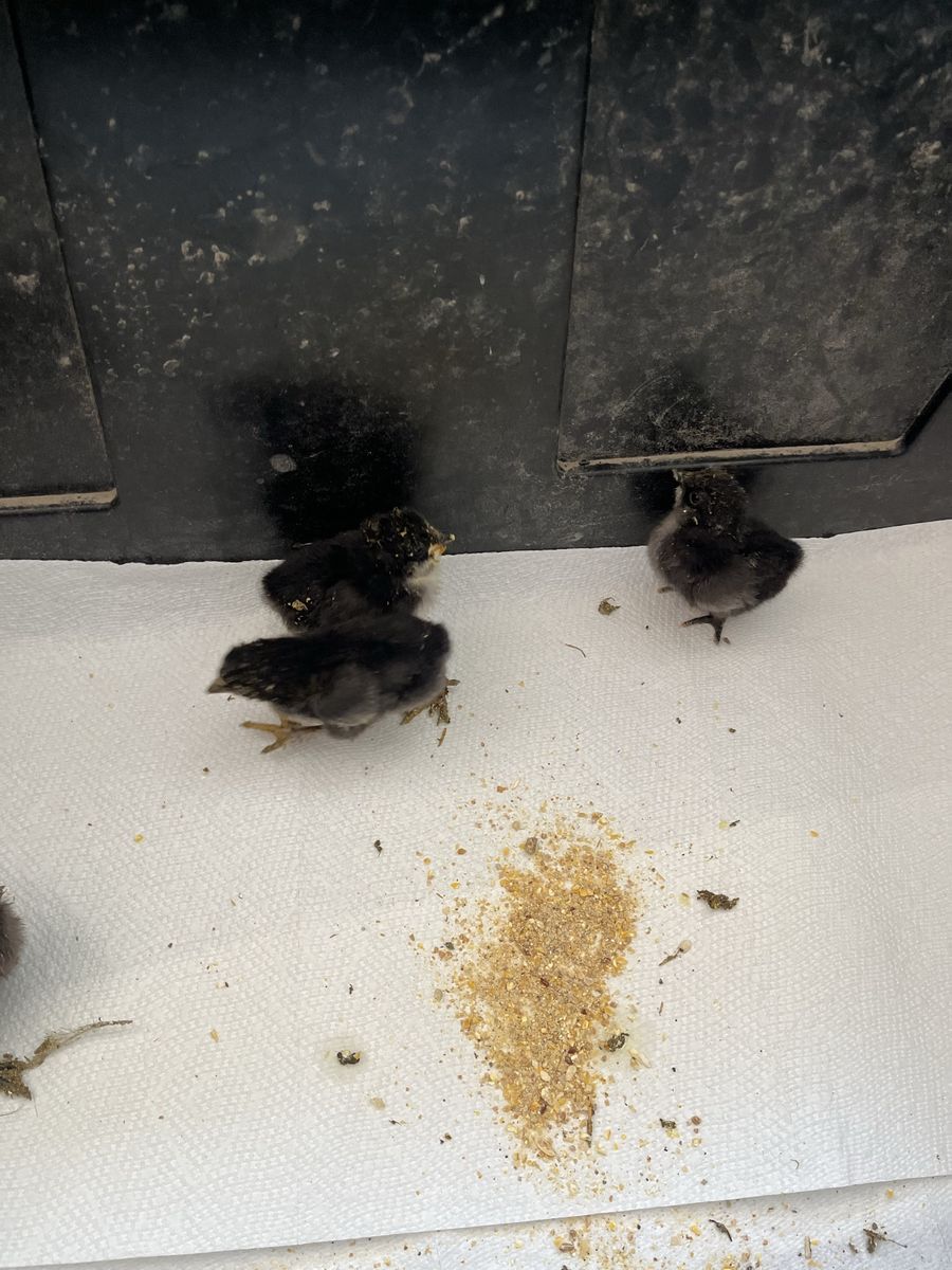 (FREE)About 2 day old baby chicks