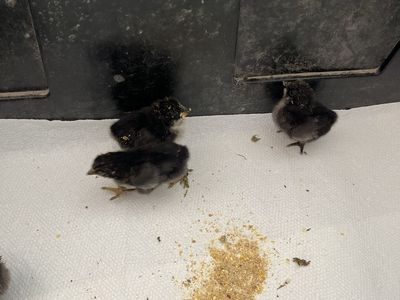 (FREE)About 2 day old baby chicks