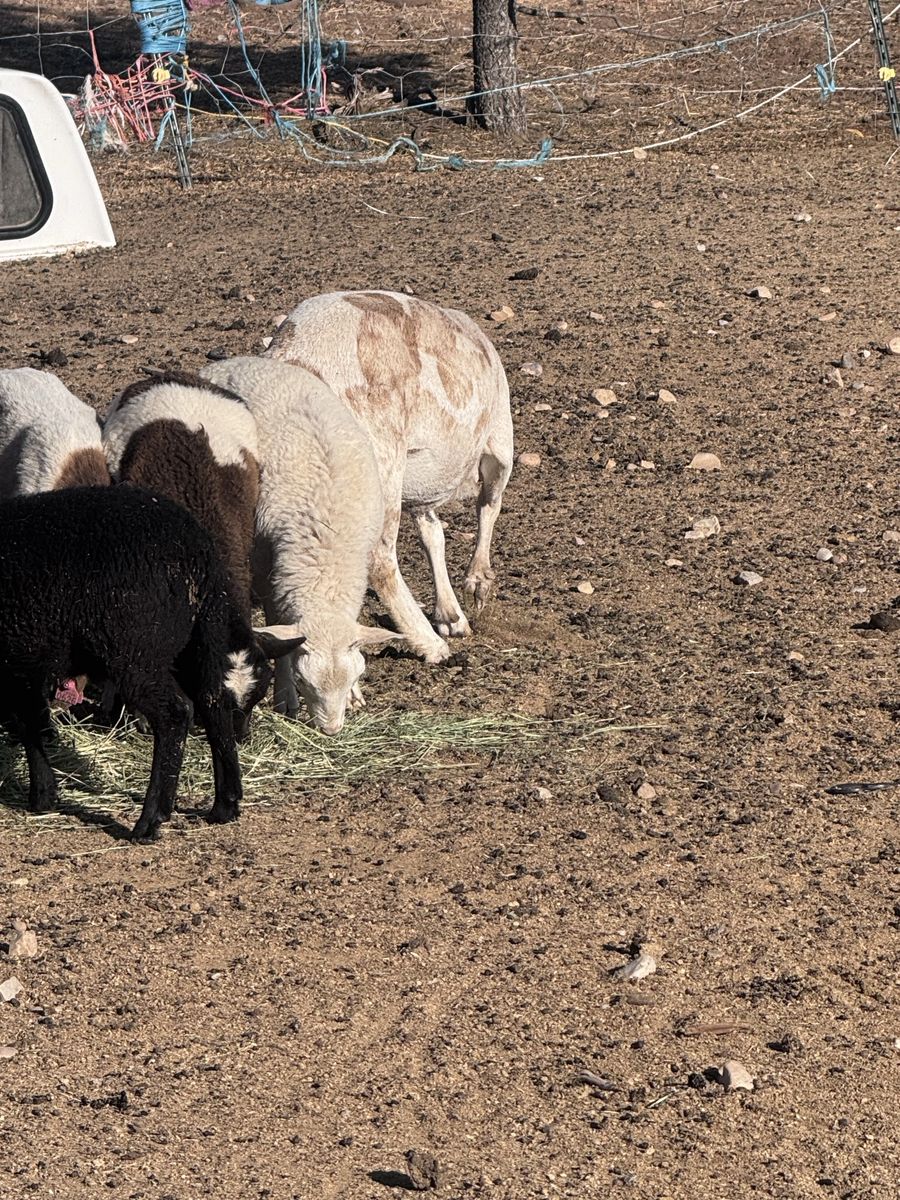 Hair sheep and goats