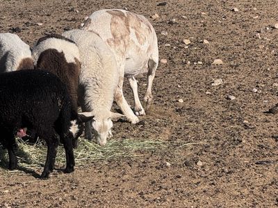 Hair sheep and goats