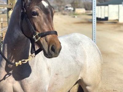 Bautiful Bay Roan Filly