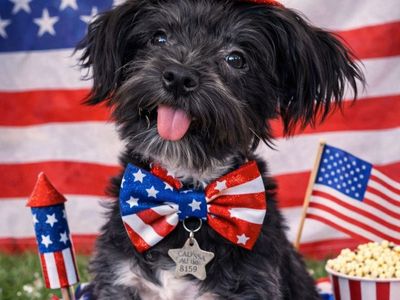 Moe - Shih Tzu Mix Male Puppy - Available for Adoption