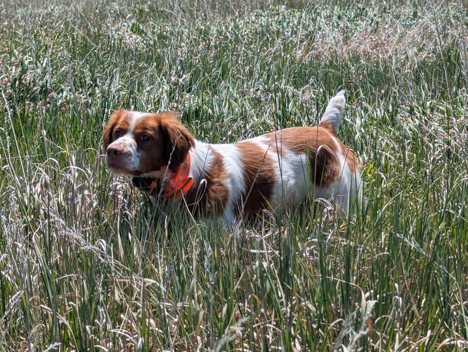 AKC Brittany Puppies - Two Litters - Due July 2026 - Hunting/Field Trial
