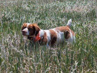 AKC Brittany Puppies - Two Litters - Due July 2026 - Hunting/Field Trial