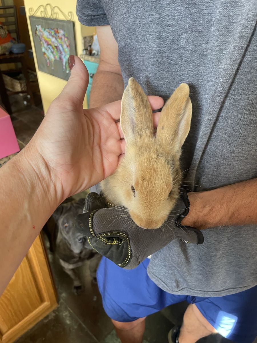 Continental Cross bunnies rabbits