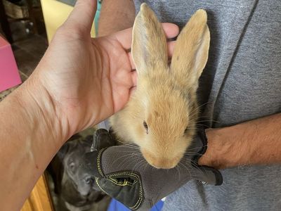 Continental Cross bunnies rabbits