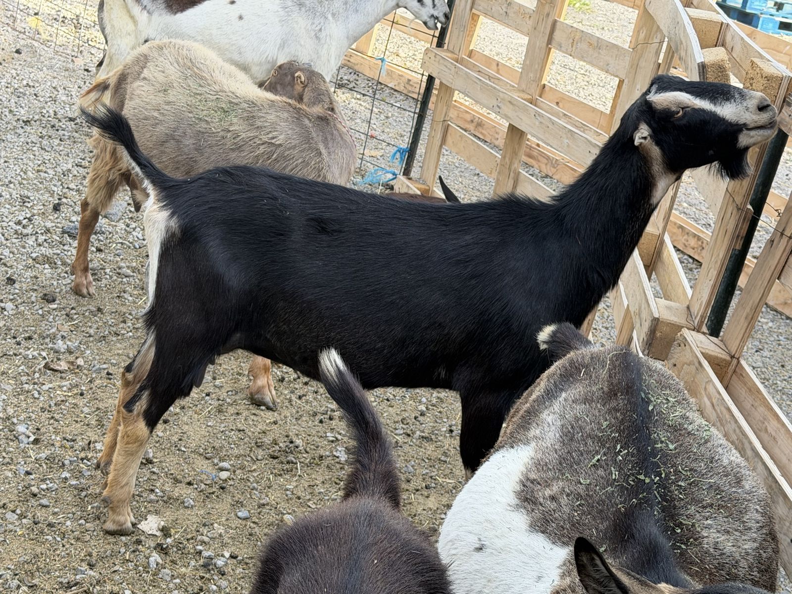 Adga registered two year old Lamancha milker