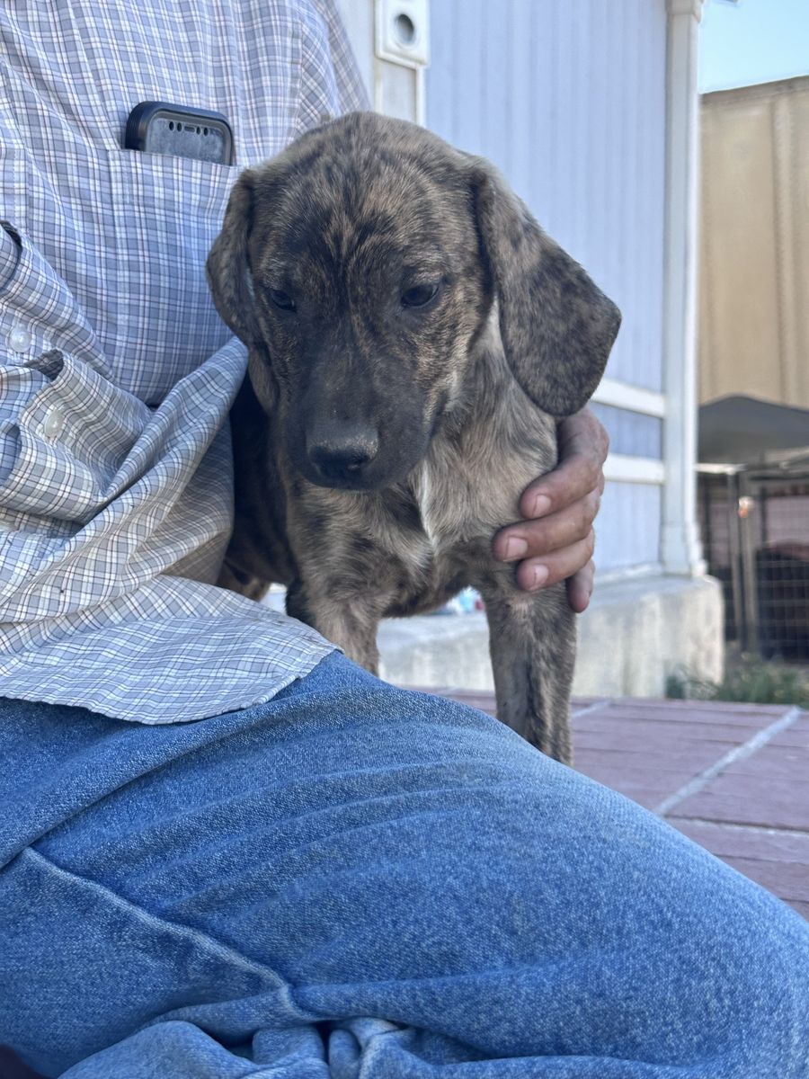 Catahoula/Cur Dogs