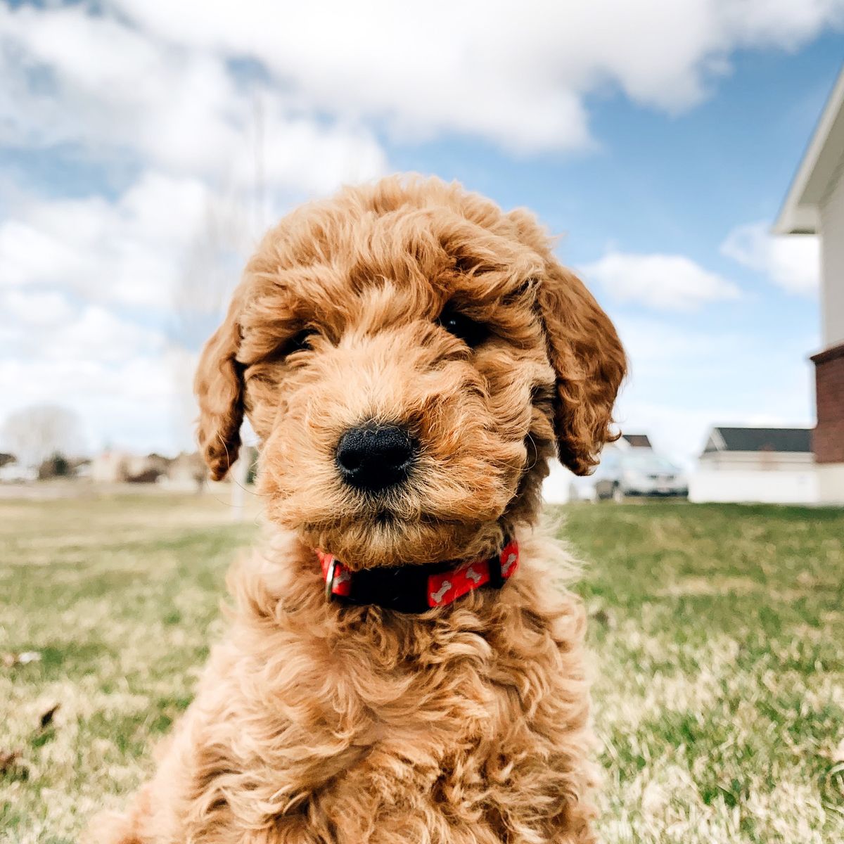 Mini Goldendoodle Puppies (Multi-Gen)