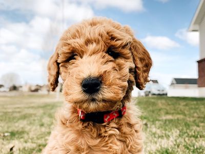 Mini Goldendoodle Puppies (Multi-Gen)