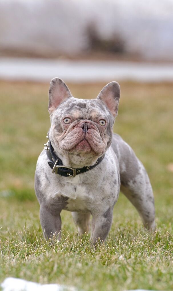 French Bulldog Stud Service Available