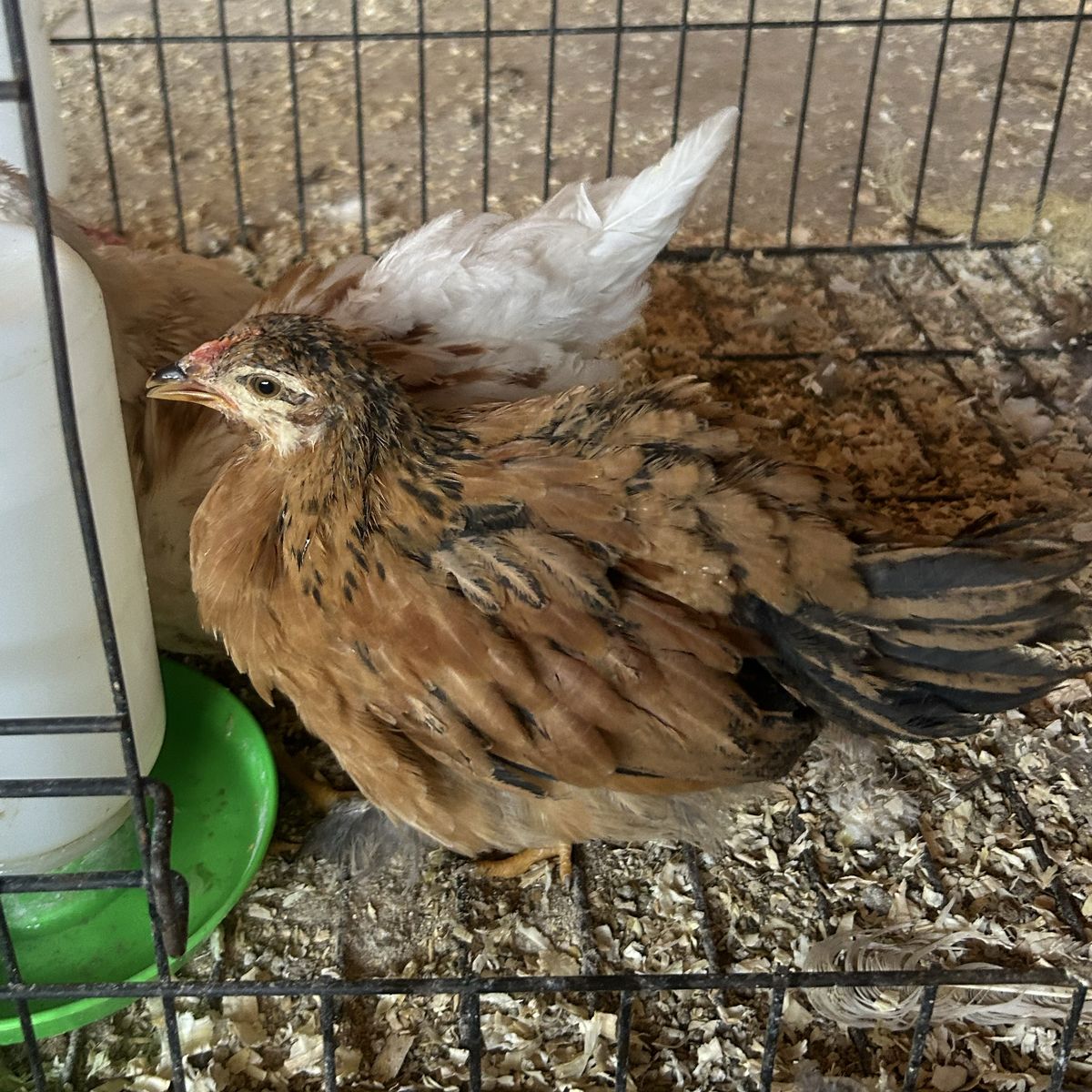 Backyard Mix Chicks