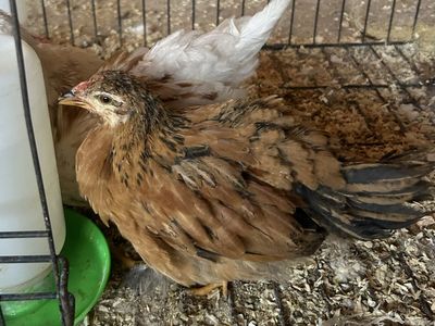 Backyard Mix Chicks