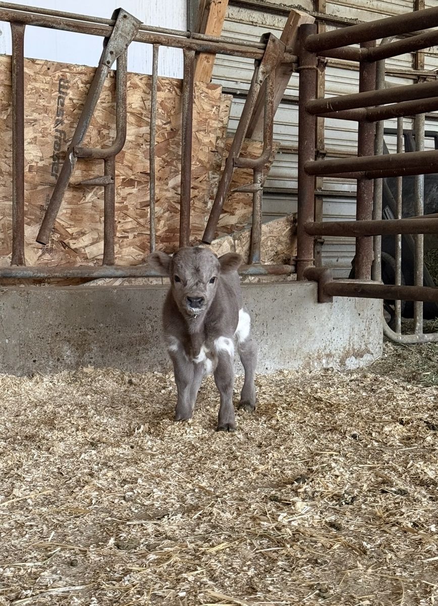 Mini Highland Bull calf  for sale
