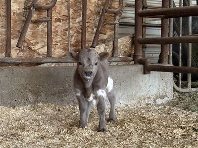 Mini Highland Bull calf for sale