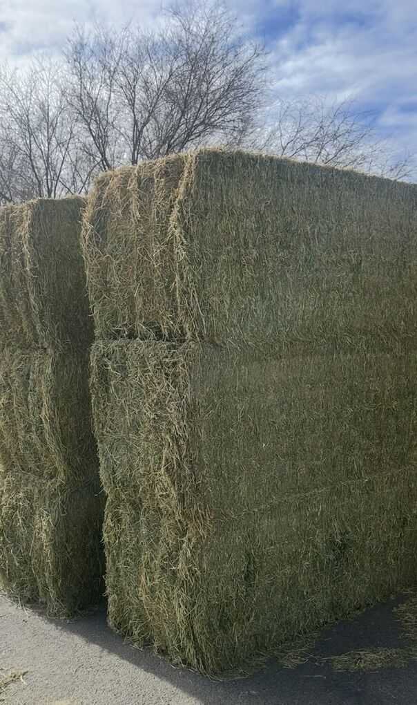 3x3x8 Alfalfa Bales