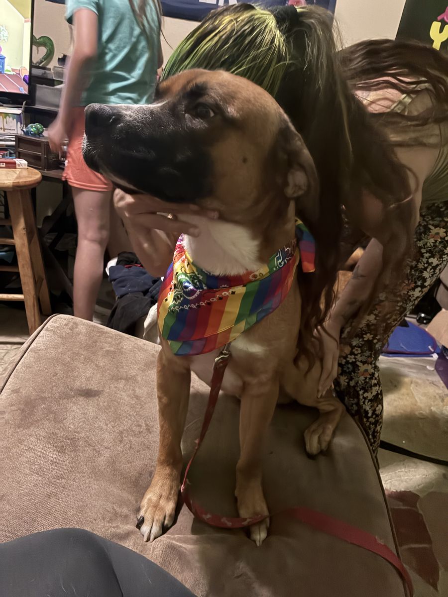 Dog need a good home