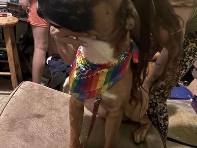 Dog need a good home