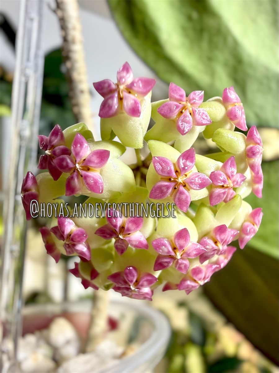 Hoya patcharawalai - Plant