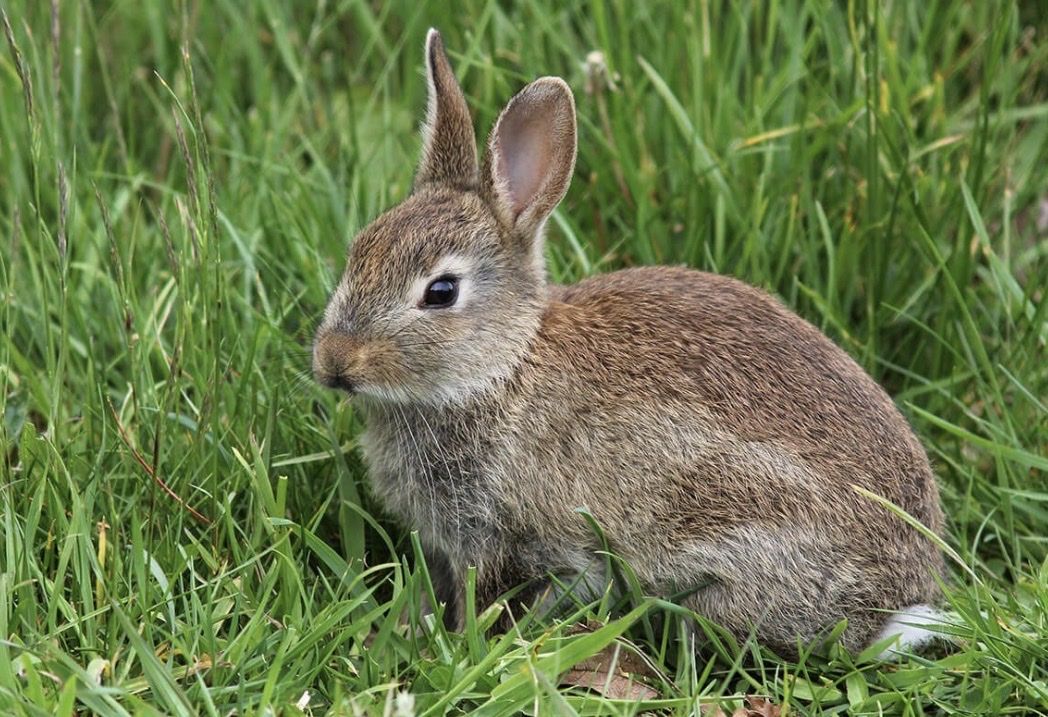 Feeder rabbits