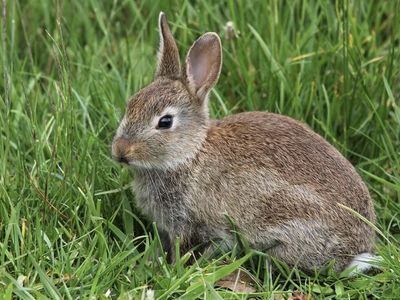 Feeder rabbits