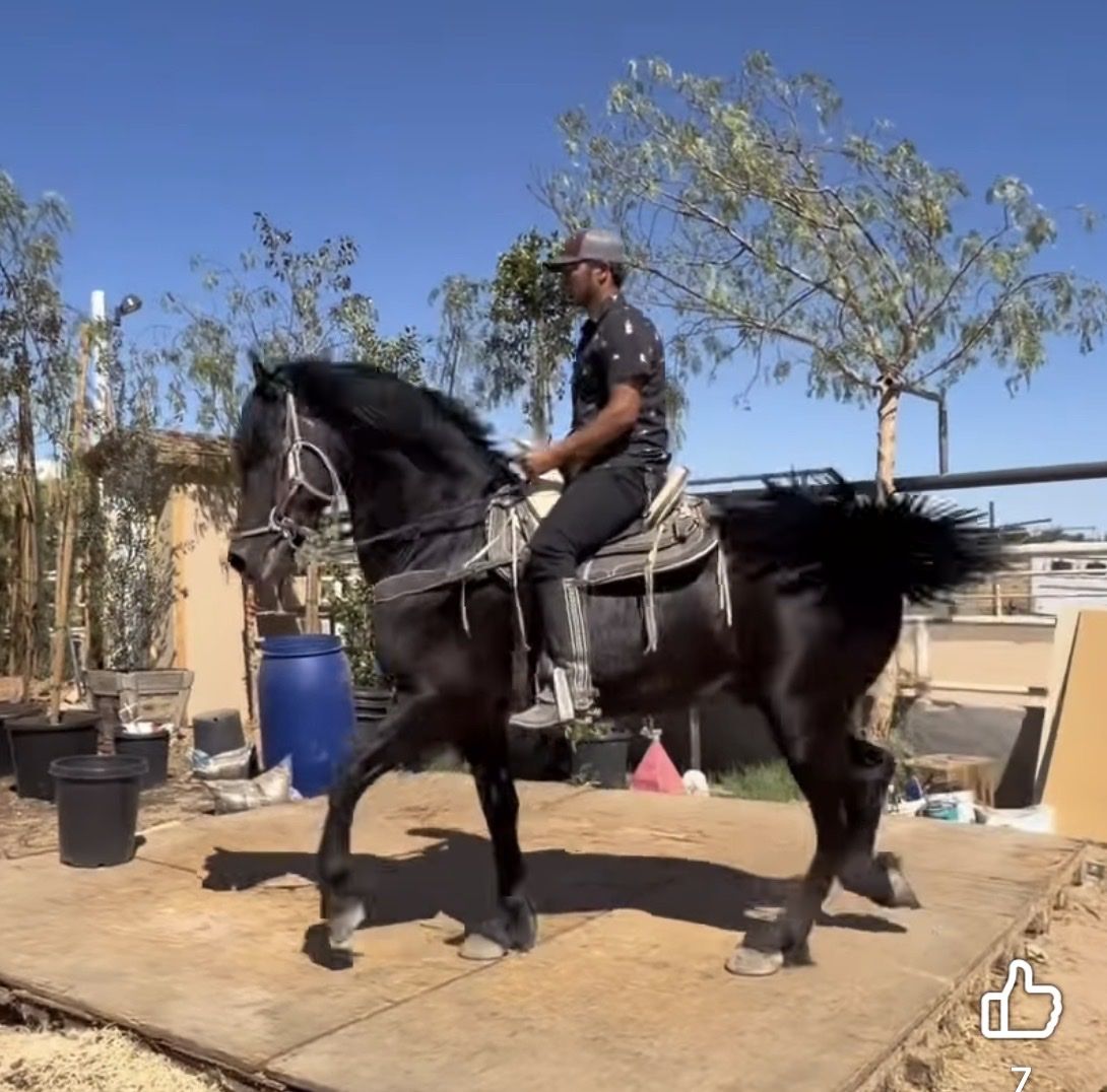 Black Horse for Sale - Trained Riding Horse