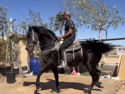 Black Horse for Sale - Trained Riding Horse