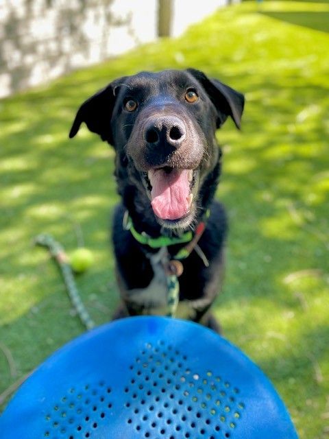 A162196 Rain is Available for Adoption!