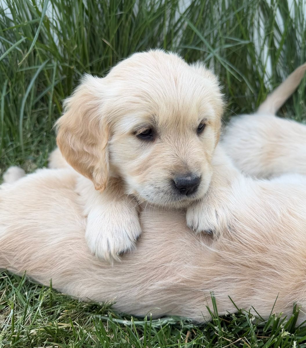 Adorable AKC Golden Retriever Puppies - Ready for Their Forever Homes!