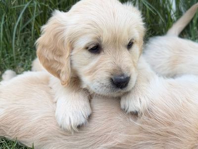 Adorable AKC Golden Retriever Puppies - Ready for Their Forever Homes!