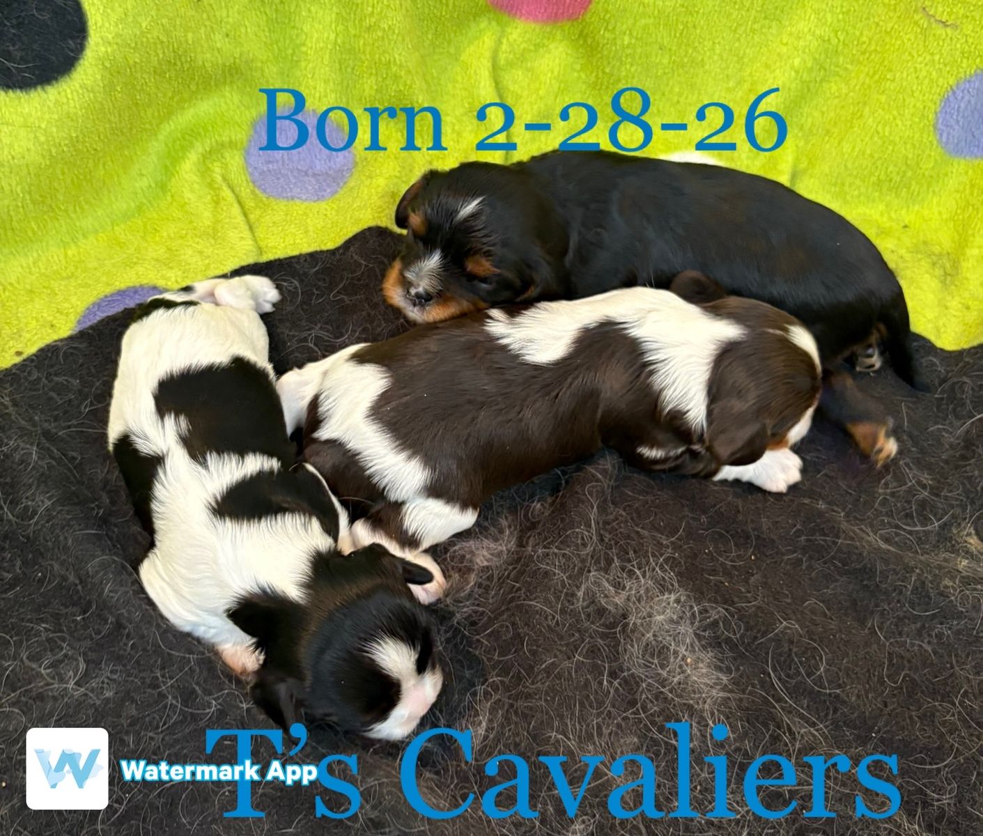 AKC Cavalier King Charles Spaniel