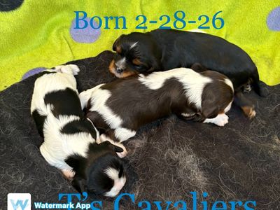 AKC Cavalier King Charles Spaniel