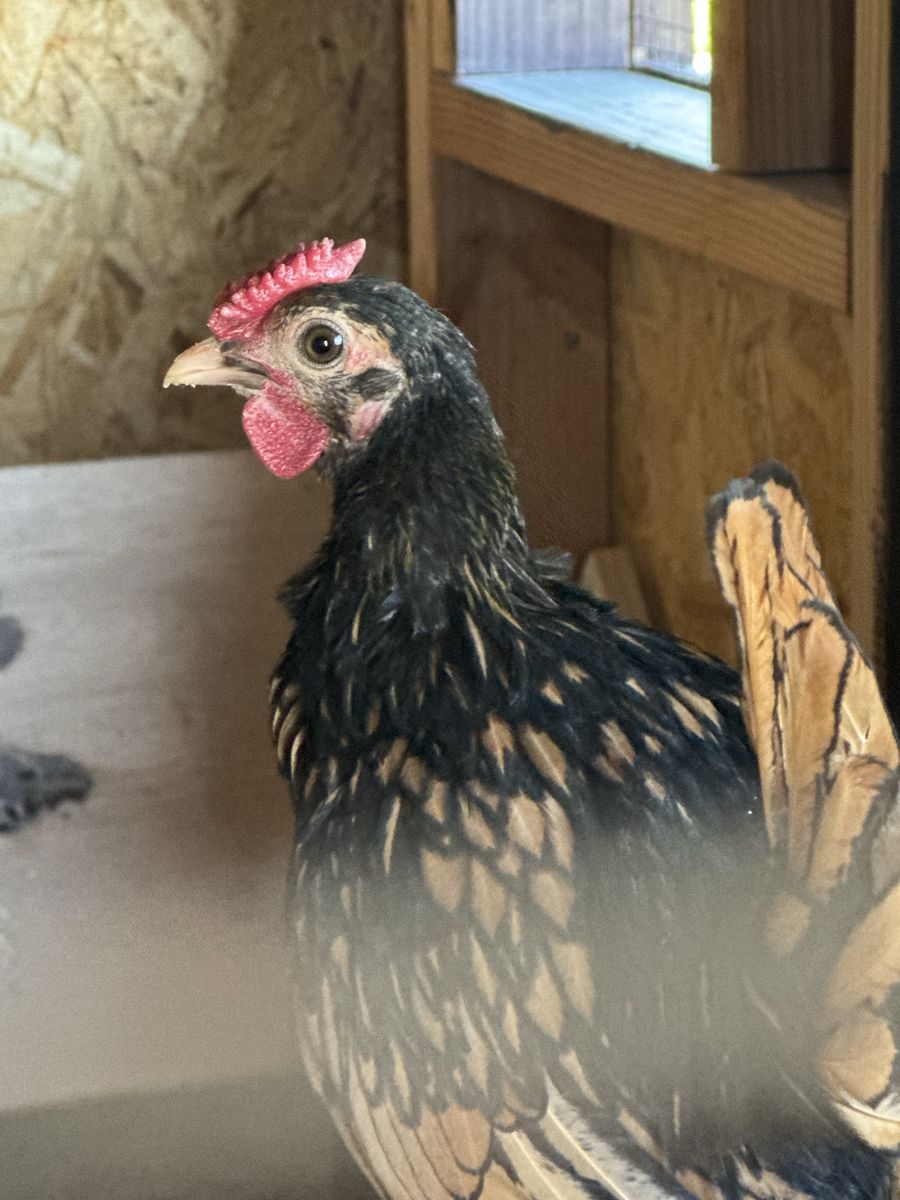 Free gold laced sebright rooster