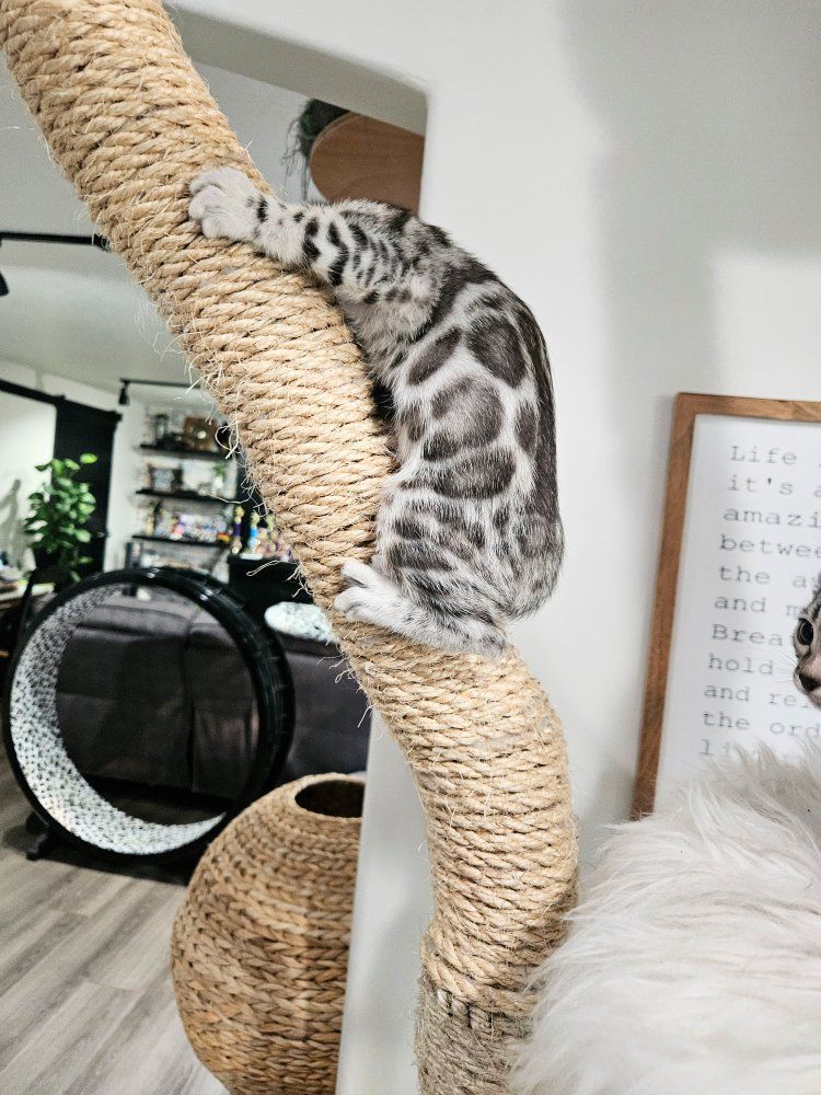 🩶 Emotional Support Trained Bengal Kittens | Travel Companion & Harness Trained | TICA Registered | 1-Year Health Guarantee