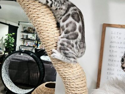 🩶 Emotional Support Trained Bengal Kittens | Travel Companion & Harness Trained | TICA Registered | 1-Year Health Guarantee