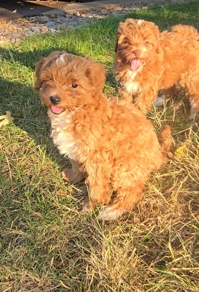 Adorable Fluffy Brown Cavapoo Puppies- 3 Months Old