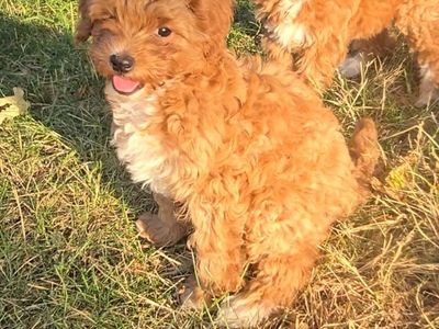 Adorable Fluffy Brown Cavapoo Puppies- 3 Months Old