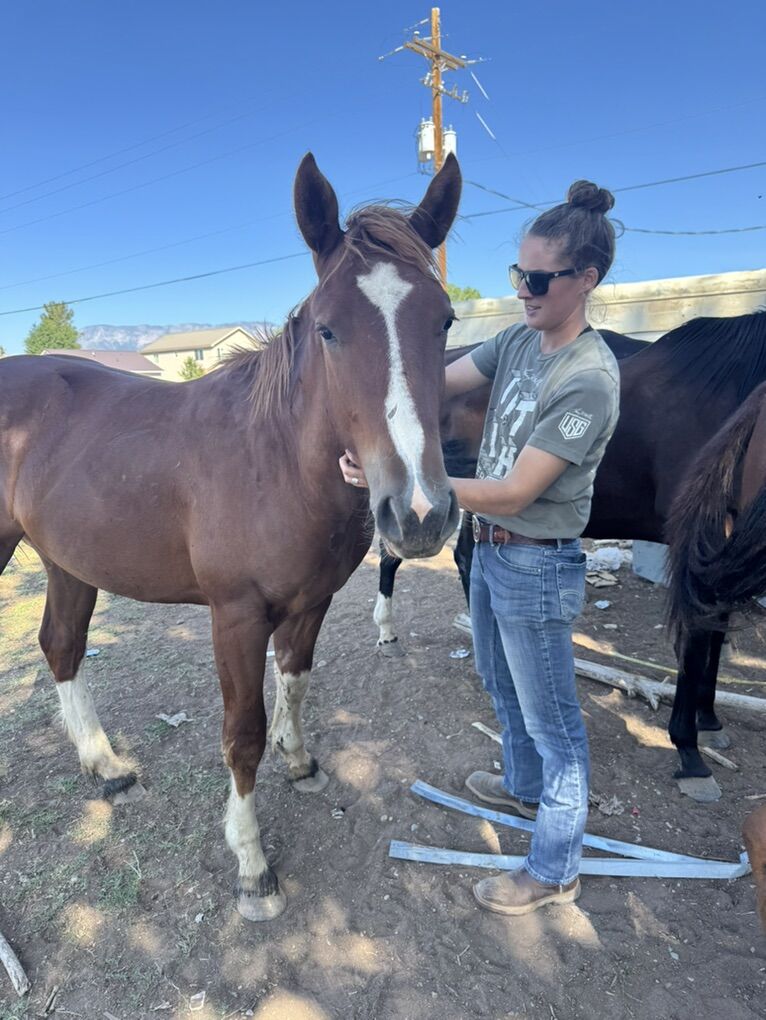 Sorrel Quarter/Shire Half Draft At Stud