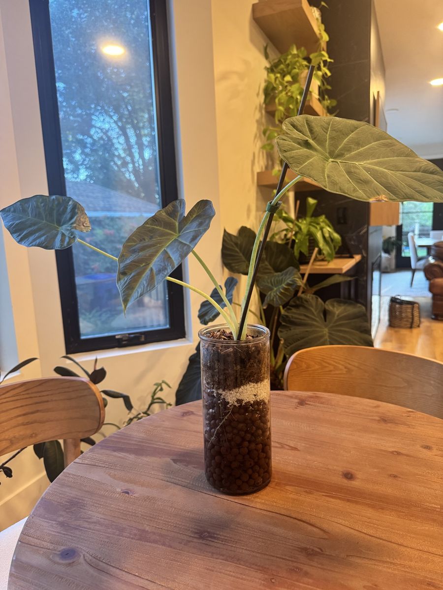 Alocasia Riegal shield 