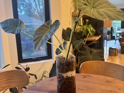 Alocasia Riegal shield