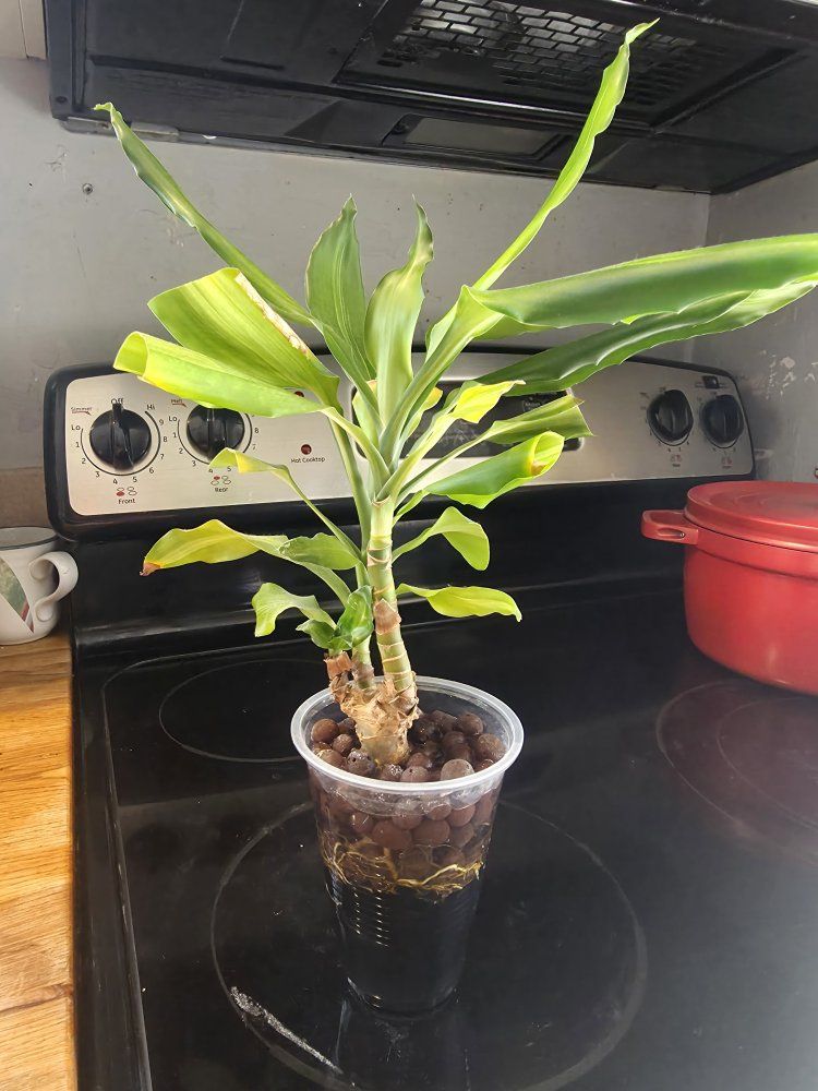 Corn Plant